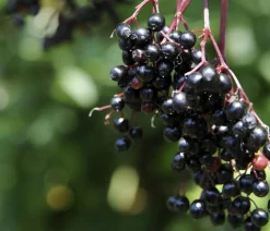 Dehner Nüsse & Besondere Obstbäume|Obstbäume - Holunder 'Black Tower' Dunkelrot