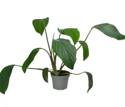 Dehner Homalomena - Homalomena rubescens Grün Outlet