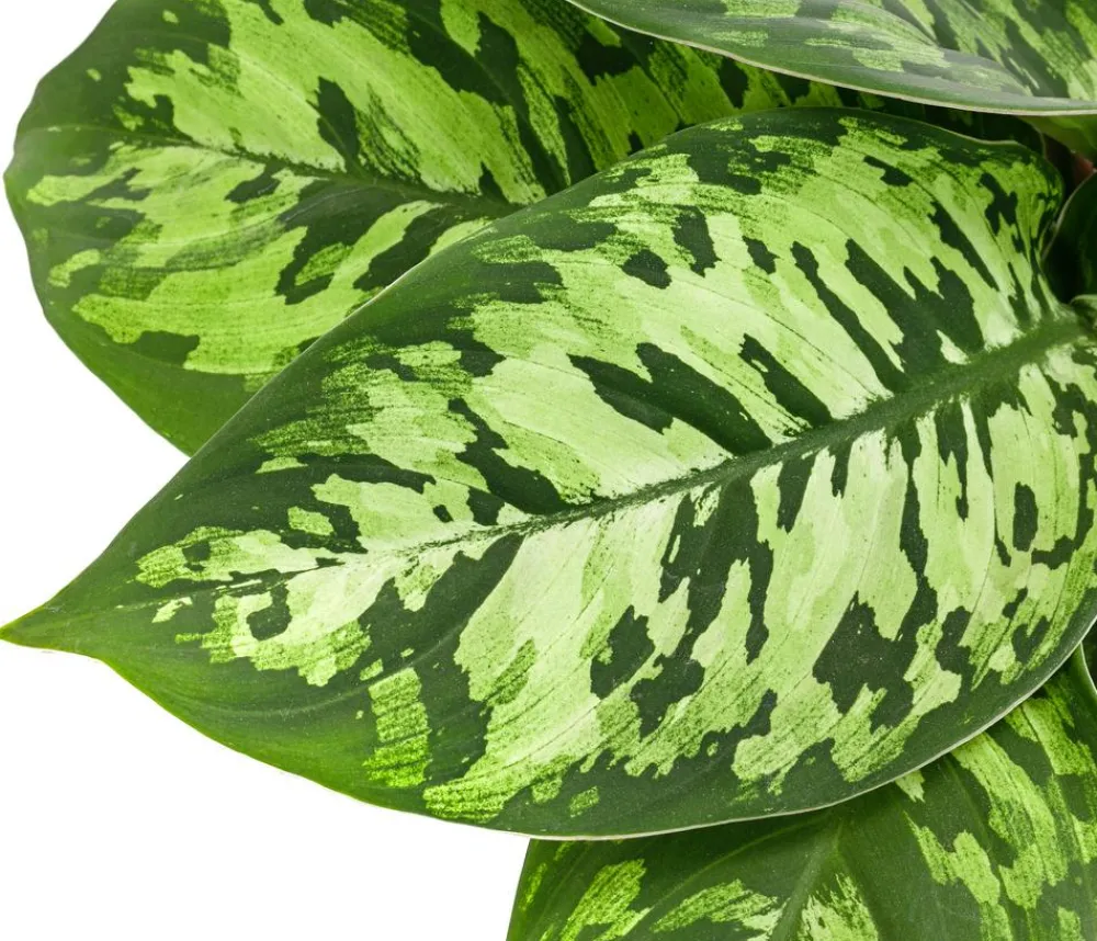 Dehner Homalomena - Homalomena wallisii 'Camouflage' Online