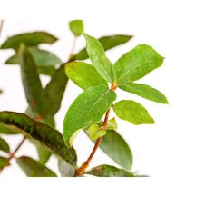 Dehner Heidelbeeren Honigbeere 'Polina' Dunkelblau Online