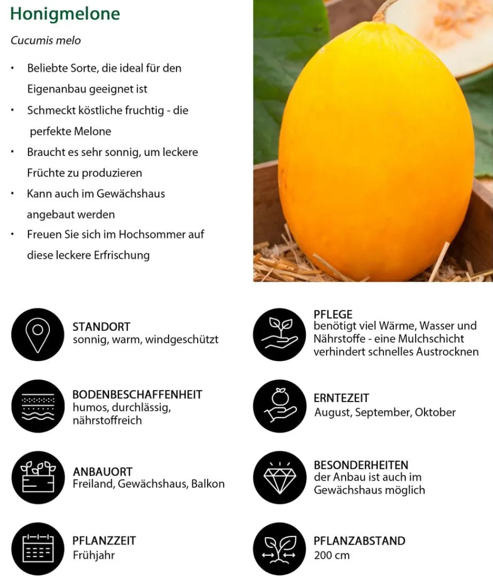 Dehner Honigmelone Gelb