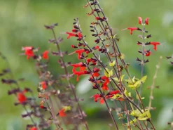 Dehner Garten- & Heilkräuter|Küchenkräuter > Honigmelonen-Salbei