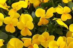 Dehner Sommerblumen > Hornveilchen, Ampel