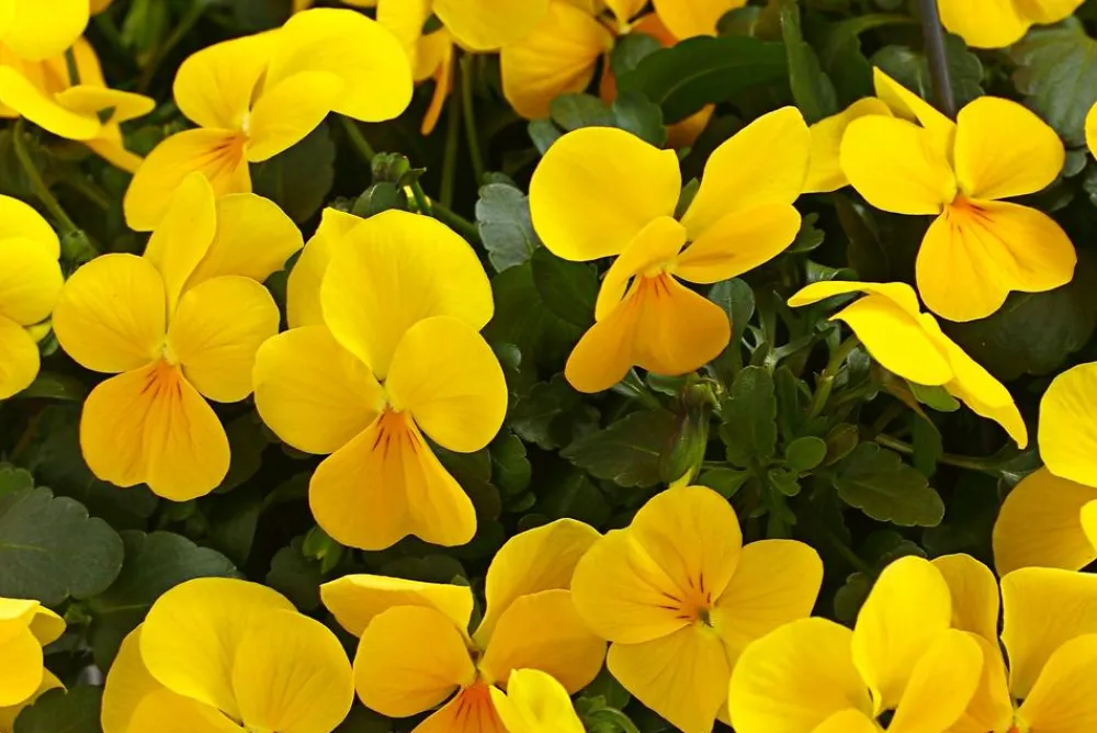 Dehner Sommerblumen > Hornveilchen, Ampel