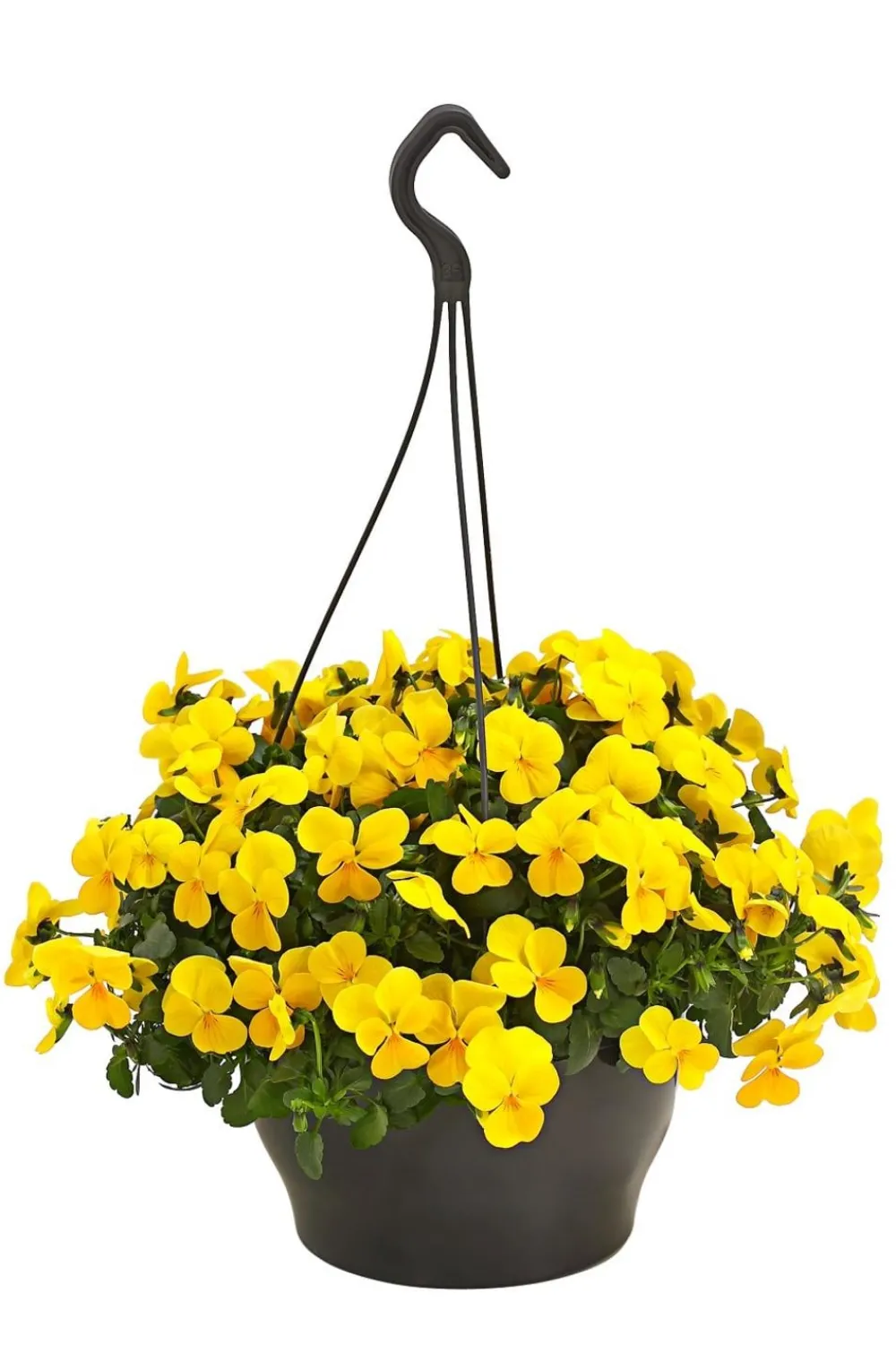 Dehner Sommerblumen > Hornveilchen, Ampel