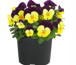 Dehner Sommerblumen > Hornveilchen, Sonderfarben