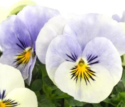 Dehner Sommerblumen > Hornveilchen, Sonderfarben