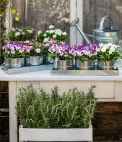 Dehner Sommerblumen > Hornveilchen, Sonderfarben