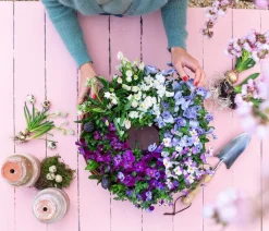 Dehner Sommerblumen > Hornveilchen, Sonderfarben