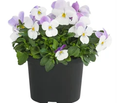 Dehner Sommerblumen > Hornveilchen, Sonderfarben
