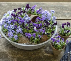 Dehner Grabschmuck & Grabgestaltung|Sommerblumen - Hornveilchen, verschiedene Farben Bunt
