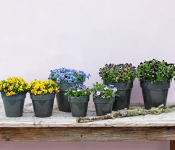 Dehner Grabschmuck & Grabgestaltung|Sommerblumen - Hornveilchen, verschiedene Farben Bunt