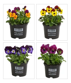 Dehner Grabschmuck & Grabgestaltung|Sommerblumen - Hornveilchen, verschiedene Farben Bunt