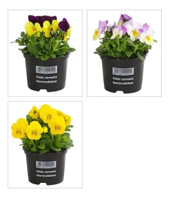 Dehner Grabschmuck & Grabgestaltung|Sommerblumen - Hornveilchen, verschiedene Farben Bunt