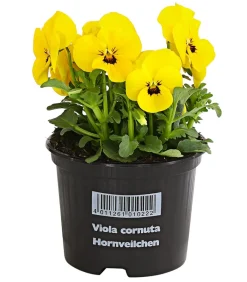 Dehner Grabschmuck & Grabgestaltung|Sommerblumen - Hornveilchen, verschiedene Farben Bunt