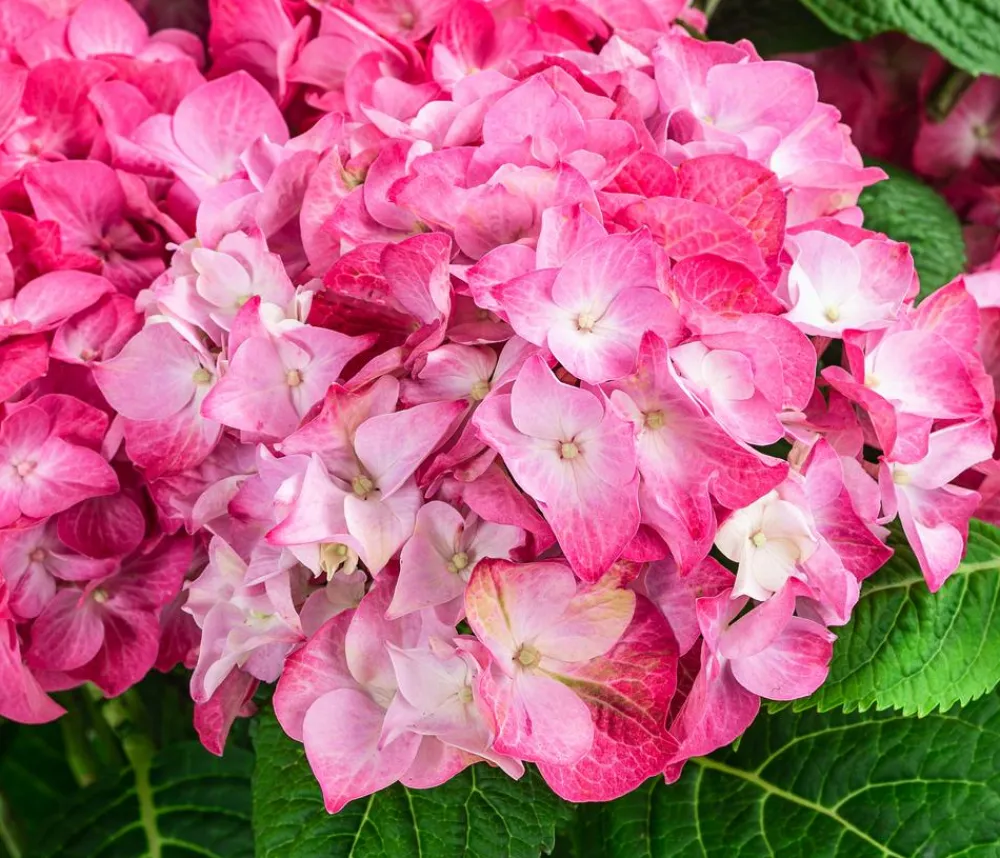 Dehner Hortensie 'Diva fiore®' Rosa Sale