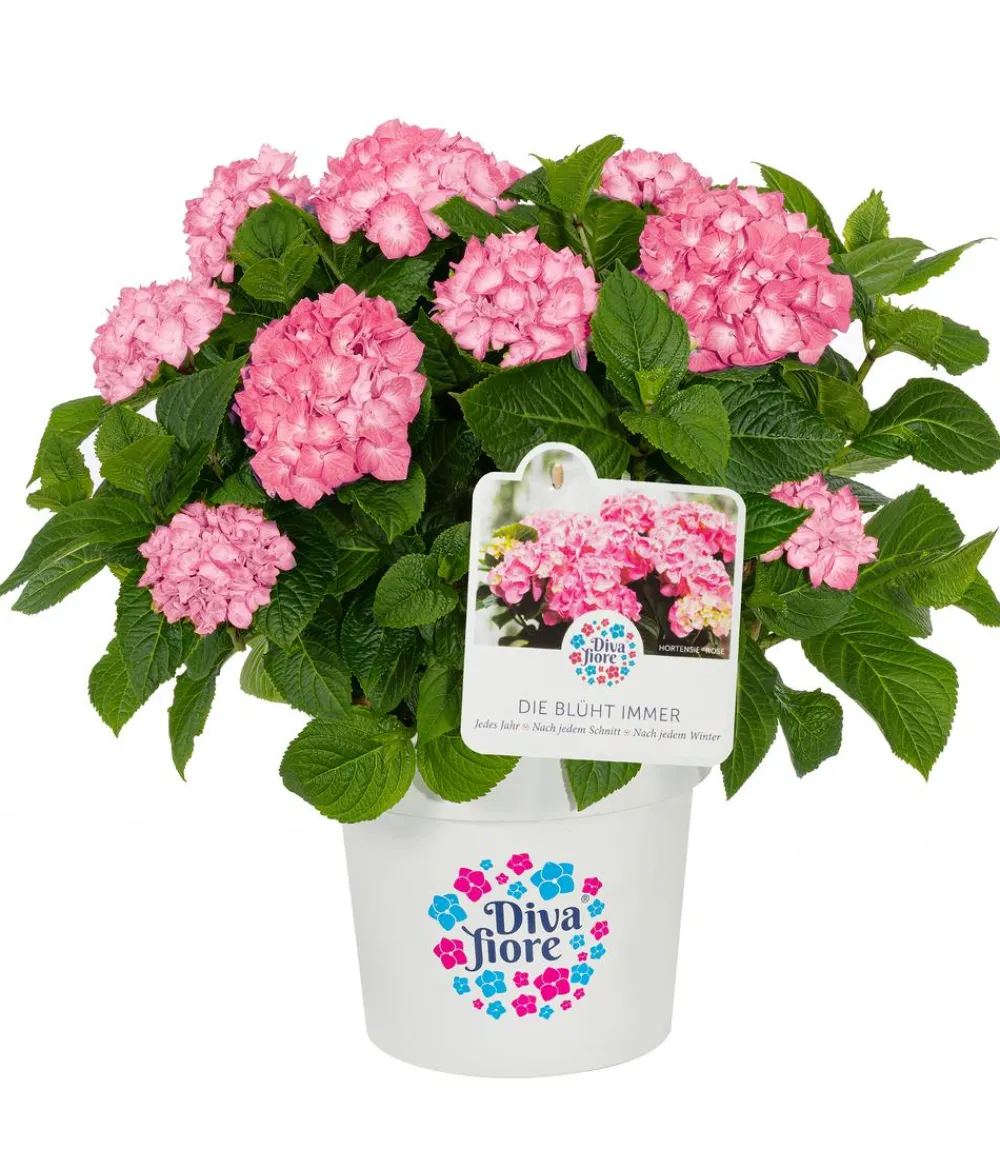 Dehner Hortensie 'Diva fiore®' Rosa Sale