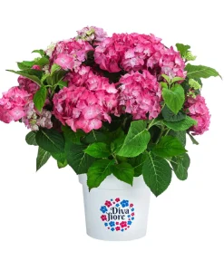 Dehner Hortensie 'Diva fiore®' Rosa Sale