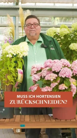 Dehner Laubgehölze|Hortensien - Hortensie 'Diva fiore®' Lila