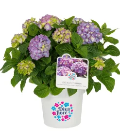 Dehner Laubgehölze|Hortensien - Hortensie 'Diva fiore®' Lila
