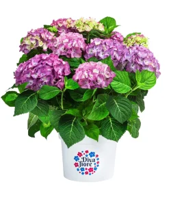 Dehner Laubgehölze|Hortensien - Hortensie 'Diva fiore®' Lila