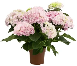 Dehner Hortensie - Hydrangea macrophylla 'Sonnenstein' Rosa Hot