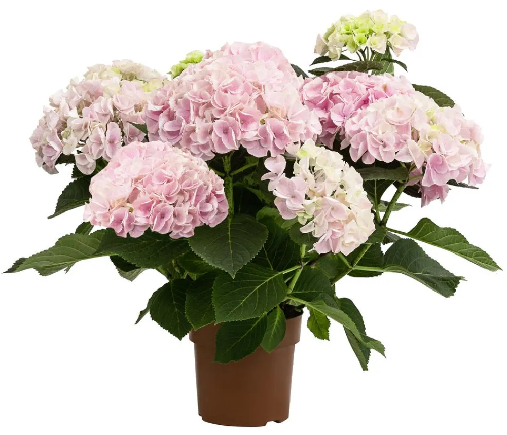 Dehner Hortensie - Hydrangea macrophylla 'Sonnenstein' Rosa Hot