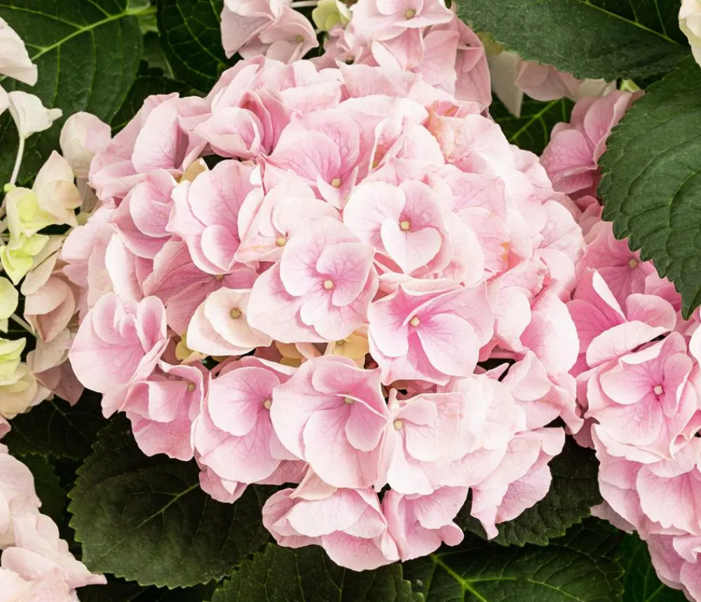 Dehner Hortensie - Hydrangea macrophylla 'Sonnenstein' Rosa Hot
