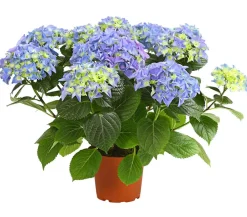 Dehner Terrassenpflanzen|Hortensien > Hortensie - Hydrangea macrophylla