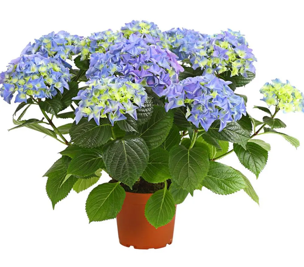 Dehner Terrassenpflanzen|Hortensien > Hortensie - Hydrangea macrophylla