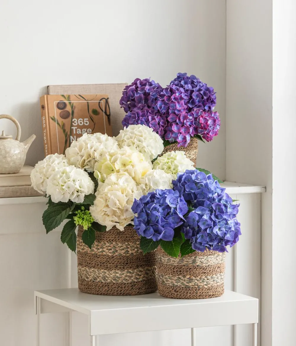 Dehner Terrassenpflanzen|Hortensien > Hortensie - Hydrangea macrophylla