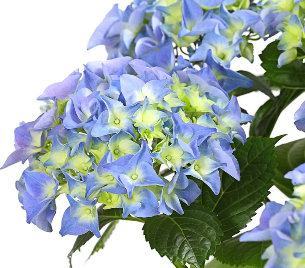 Dehner Terrassenpflanzen|Hortensien > Hortensie - Hydrangea macrophylla