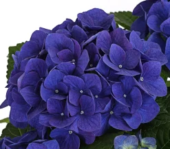 Dehner Terrassenpflanzen|Hortensien > Hortensie - Hydrangea macrophylla