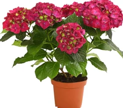 Dehner Terrassenpflanzen|Hortensien > Hortensie - Hydrangea macrophylla