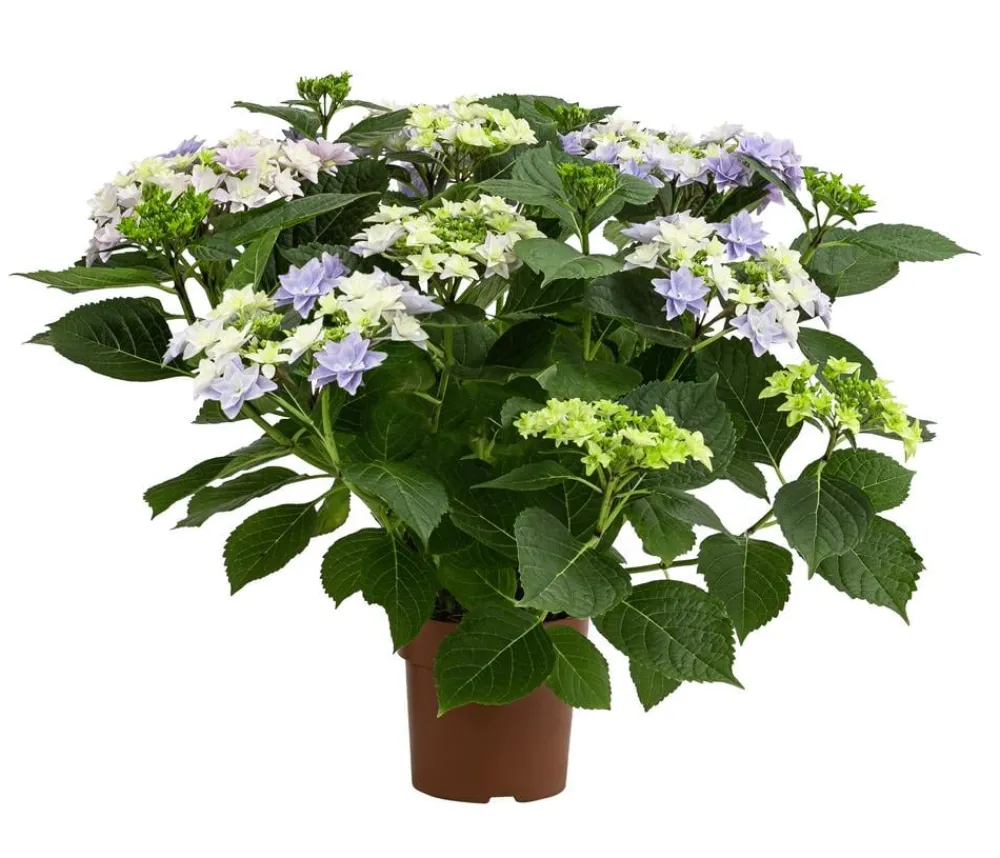 Dehner Zimmerhortensien > Hortensie - Hydrangea macrophylla 'Floria'