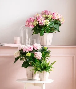 Dehner Zimmerhortensien > Hortensie - Hydrangea macrophylla 'Diamond'