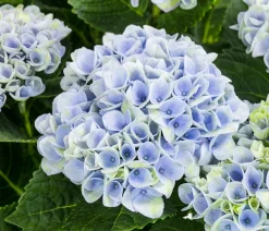 Dehner Zimmerhortensien > Hortensie - Hydrangea macrophylla 'Magical', verschiedene Farben, Schale