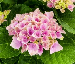 Dehner Zimmerhortensien > Hortensie - Hydrangea macrophylla 'Magical', verschiedene Farben, Schale