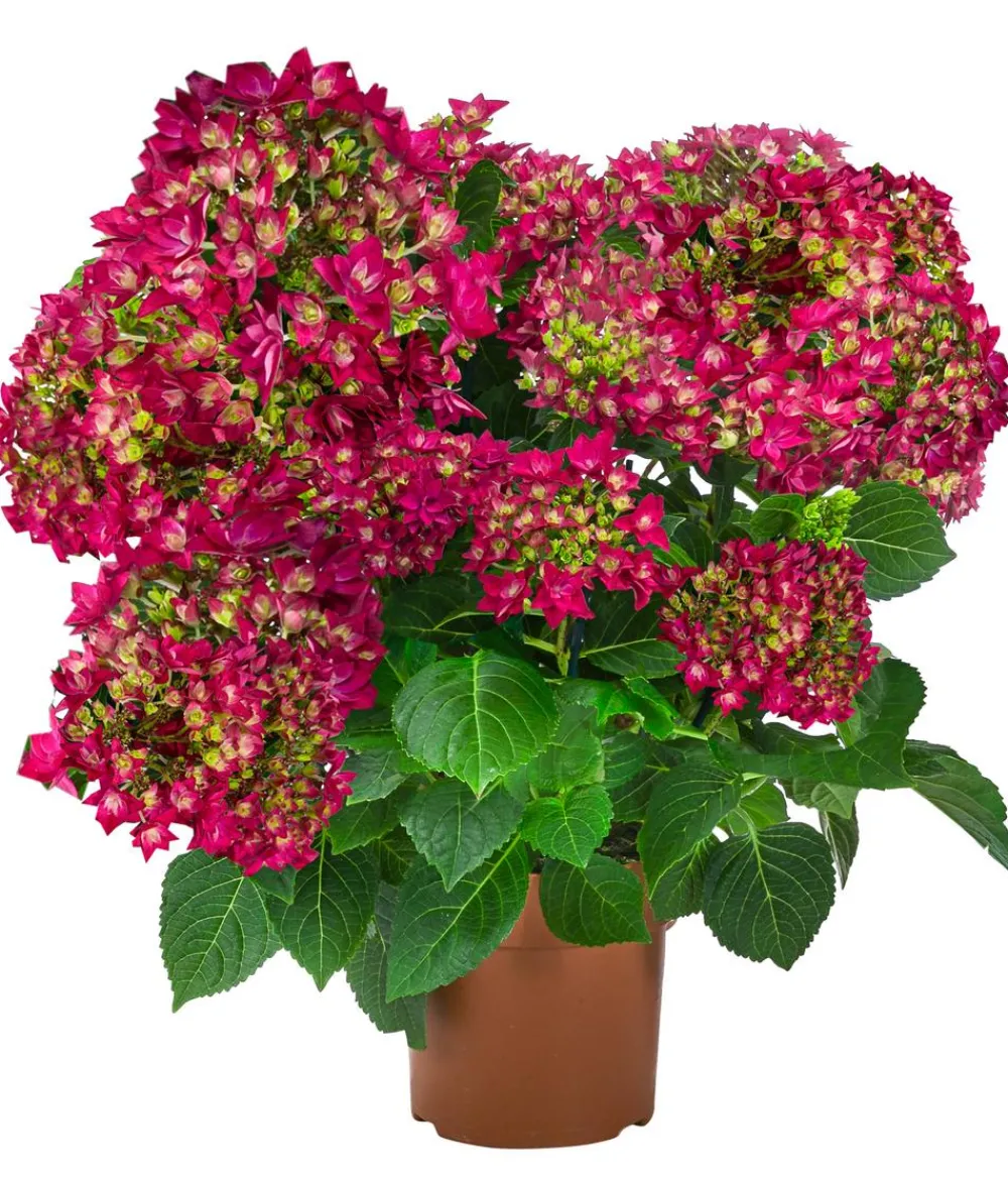 Dehner Zimmerhortensien > Hortensie - Hydrangea macrophylla 'Francy '