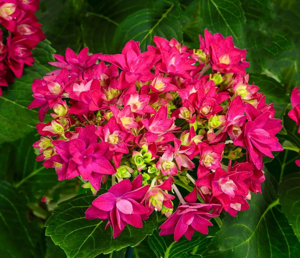 Dehner Zimmerhortensien > Hortensie - Hydrangea macrophylla 'Francy '