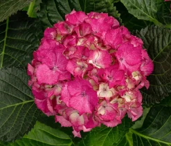 Dehner Zimmerhortensien > Hortensie - Hydrangea macrophylla 'Baladia Hot '