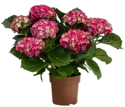 Dehner Zimmerhortensien > Hortensie - Hydrangea macrophylla 'Baladia Hot '