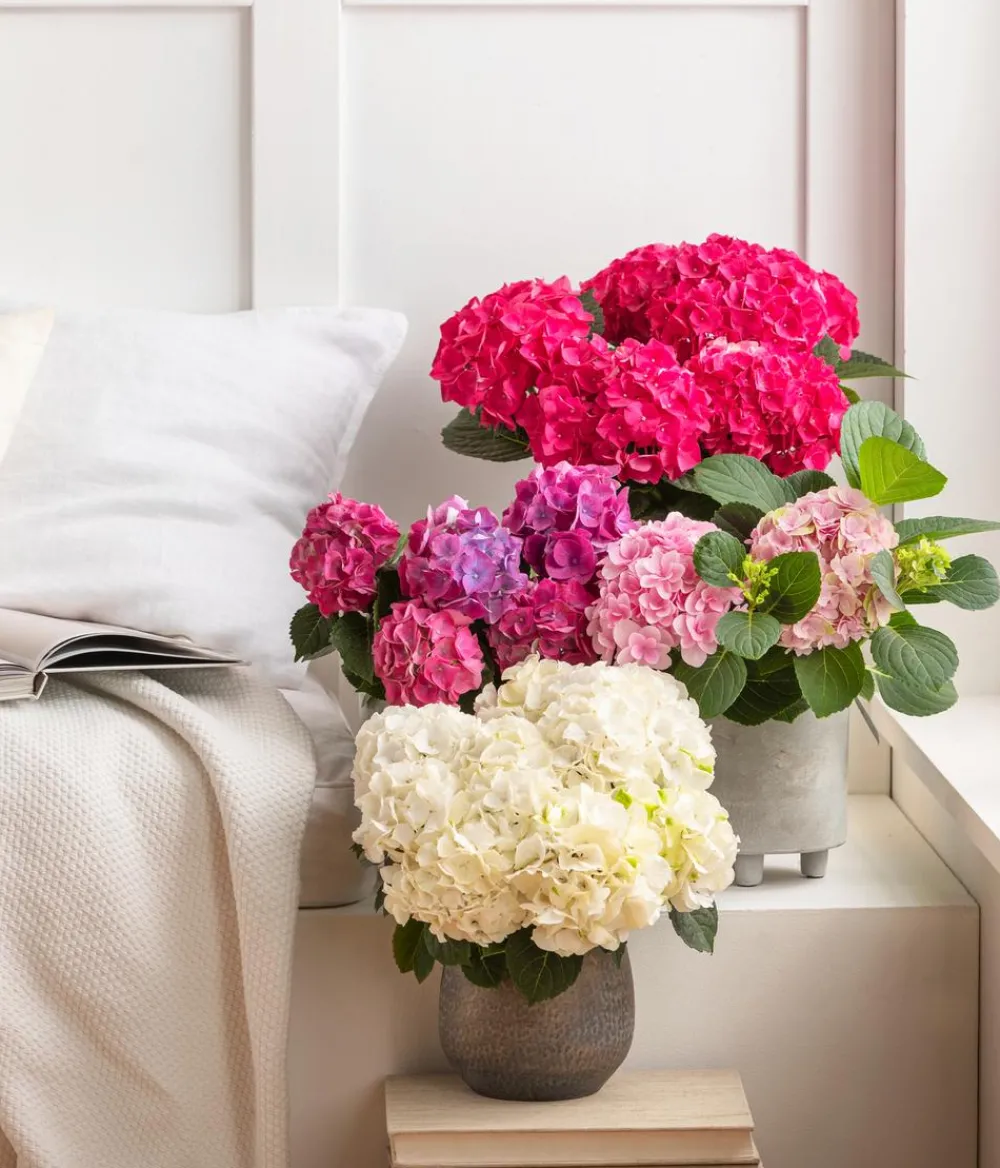 Dehner Hortensie - Hydrangea macrophylla Rot Clearance