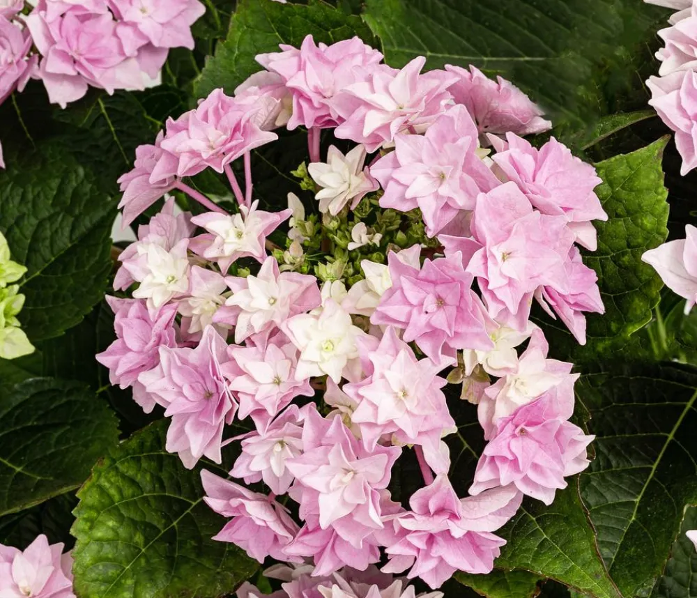 Dehner Hortensie - Hydrangea macrophylla 'Floria' Rosa New