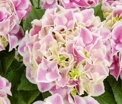 Dehner Hortensie - Hydrangea macrophylla 'Candy Heart' Zartrosa Online