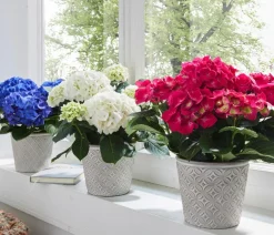 Dehner Terrassenpflanzen|Hortensien - Hortensie - Hydrangea macrophylla Weiß