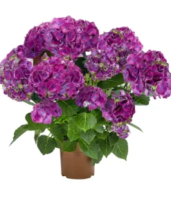 Dehner Zimmerhortensien - Hortensie - Hydrangea macrophylla 'Ningbo' Lila