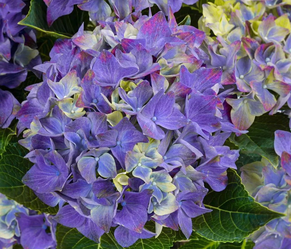 Dehner Zimmerhortensien - Hortensie - Hydrangea macrophylla 'Hi Ocean Blue'