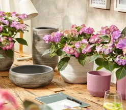 Dehner Terrassenpflanzen|Winterharte Kübelpflanzen - Hortensie - Hydrangea macrophylla 'Tiffany' Lavendel