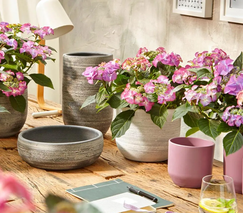 Dehner Terrassenpflanzen|Winterharte Kübelpflanzen - Hortensie - Hydrangea macrophylla 'Tiffany' Lavendel